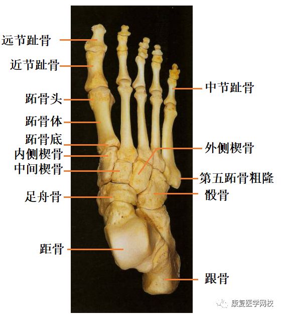 跗骨(7) 距骨,跟骨,足舟骨,骰骨,内侧楔骨,中间楔骨,外侧楔骨 b.