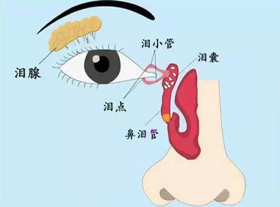 体现顶级月嫂价值的必会技能之:鼻泪管按摩