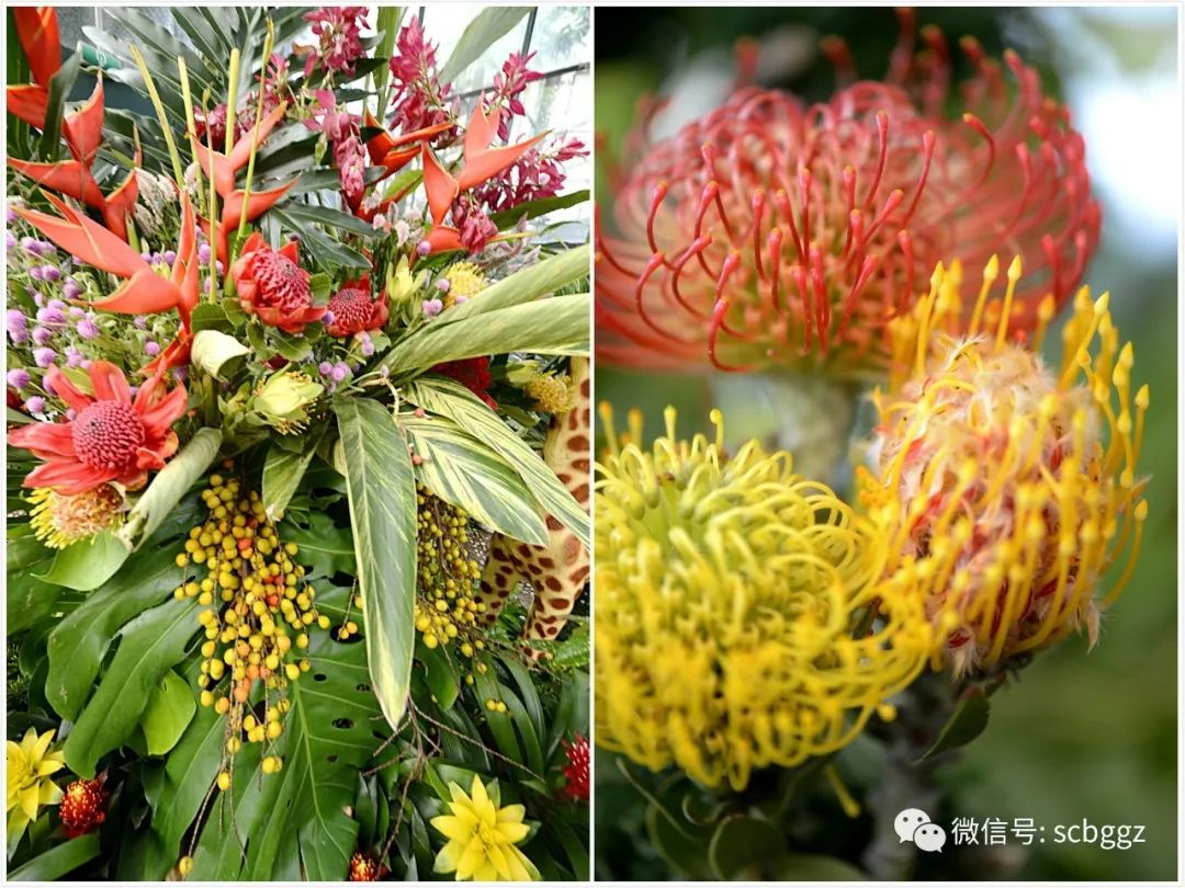 "花中之王"南非帝王花空降华南植物园 国庆门票优惠