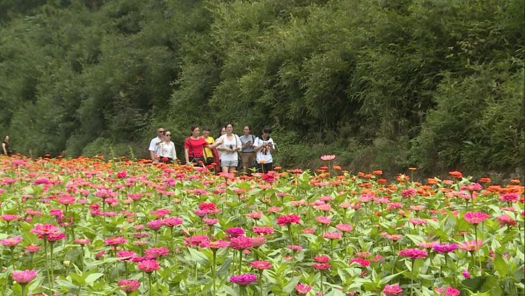 百日菊,紫薇花等泷泊国际慢城花千谷景区里在永