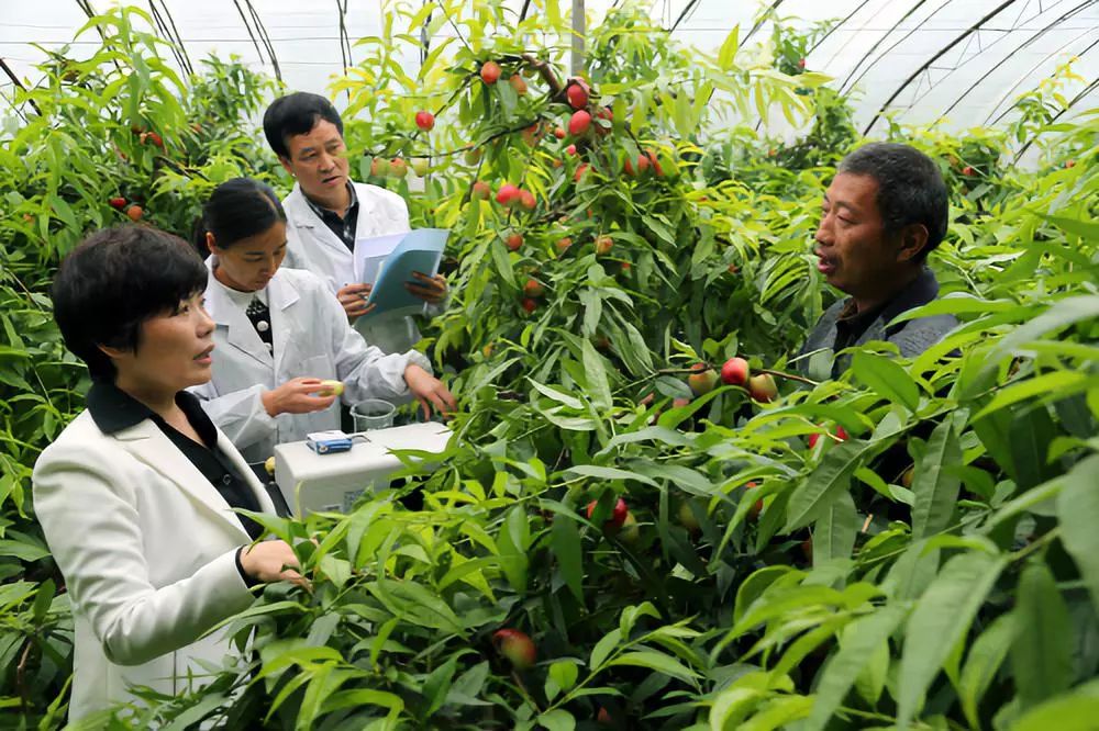 北方桃树秋季如何选择基肥花芽分化如何达到最好