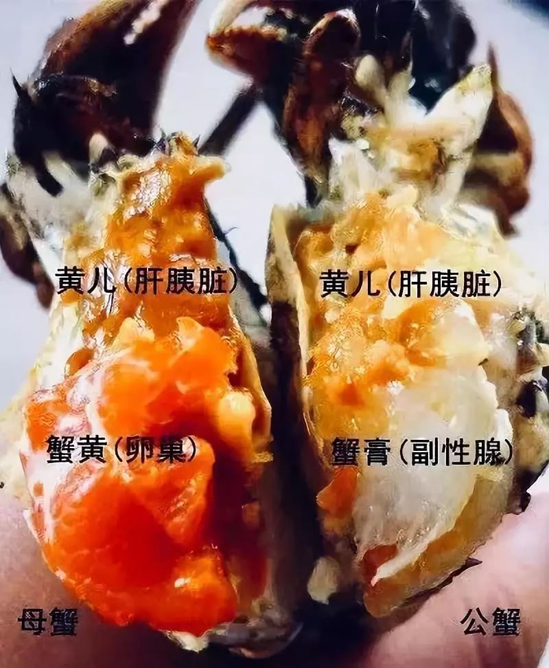 母蟹的"蟹黄"包括了它的肝胰脏和卵巢,大闸蟹烹熟后,肝胰脏通常为