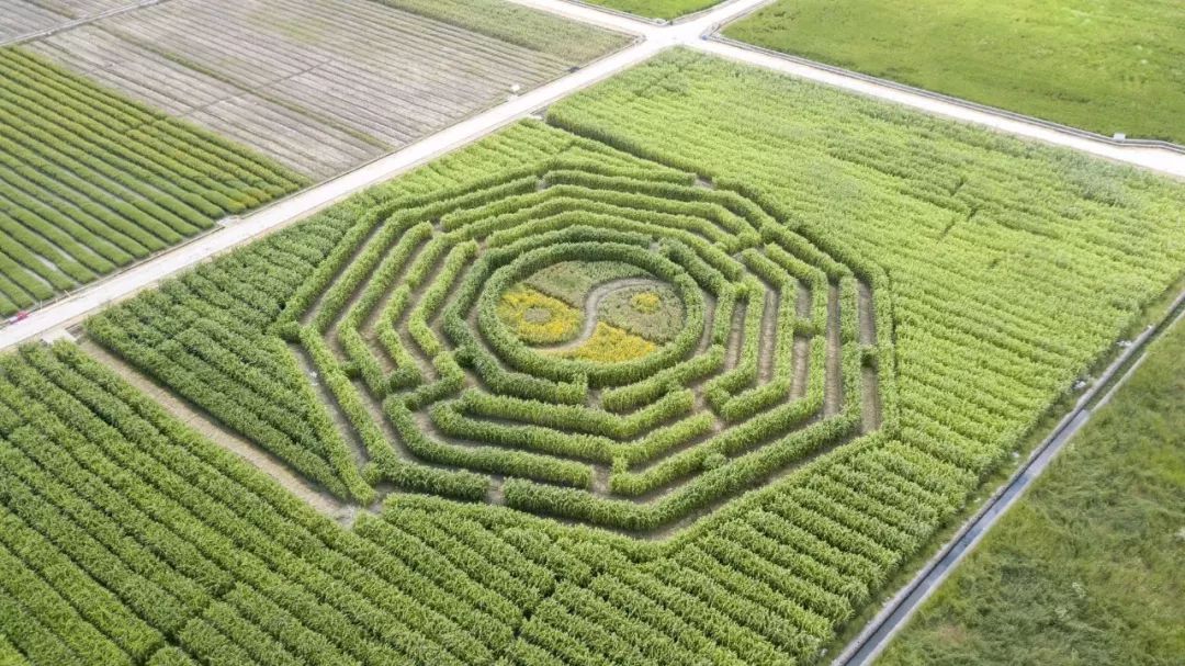 超级酷炫,八卦图中心种植了红,黄两色的百日草组成阴阳鱼太极图,沿