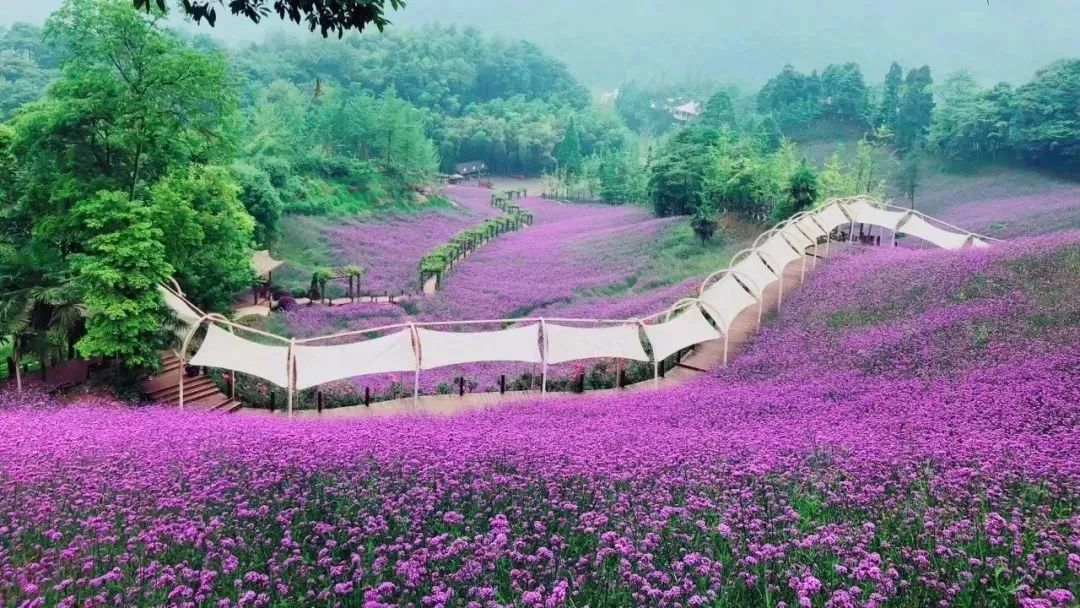 国庆旅游攻略特辑—花溪谷森林百合&马鞭草花海观赏节