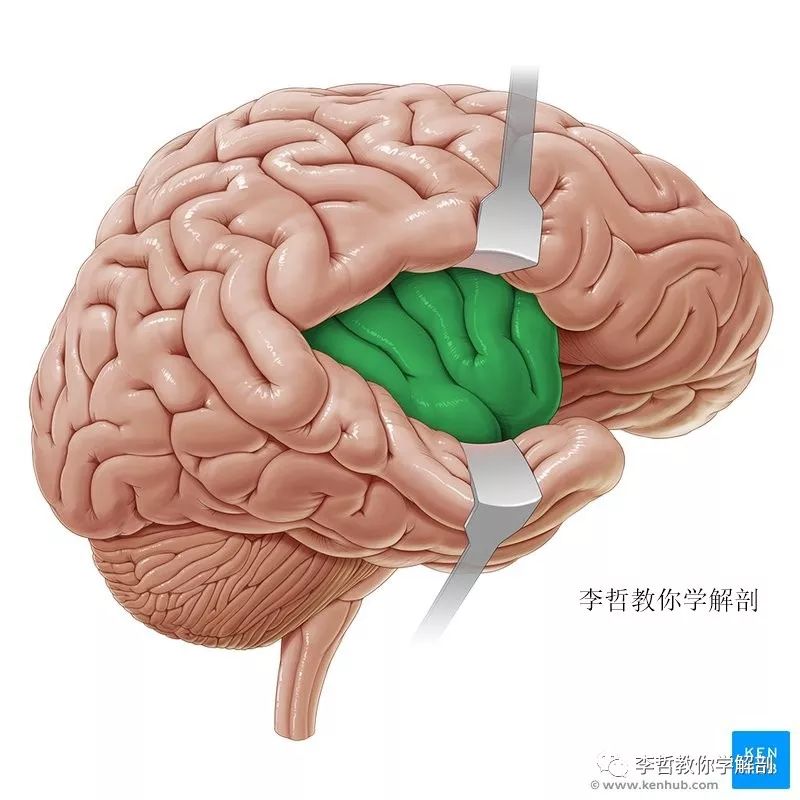 大脑二维图集第1季大脑侧面的回