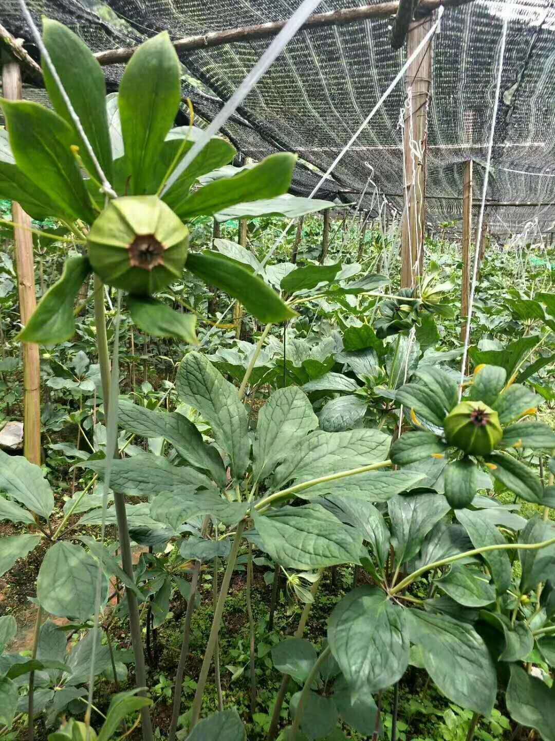 草河车独角莲滇重楼七叶一枝花的分类及形态特征和生物学特征