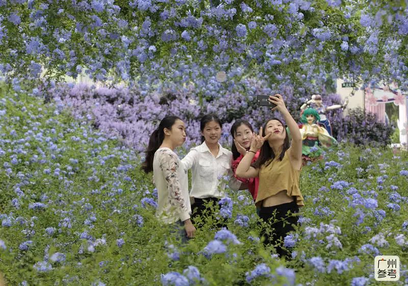 花下短剧全集，一场视觉与情感的盛宴