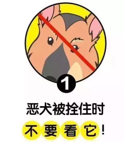 不要挑逗猫狗,特别是要 远离大型犬只等.