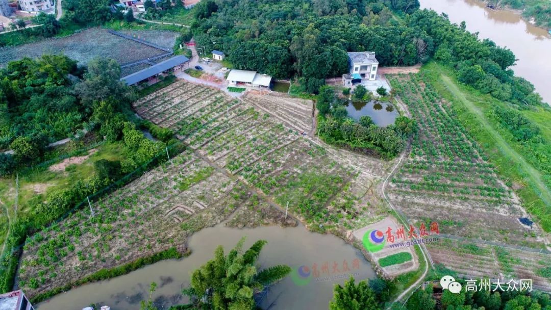 高州有多少人口_茂名高州那里有小姐