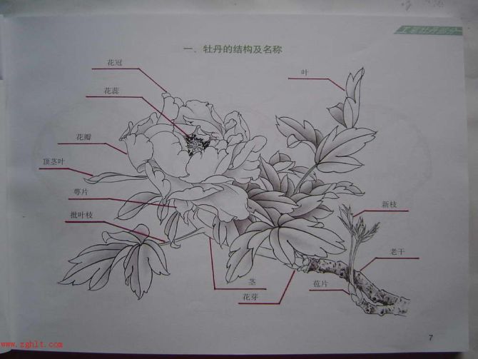 【国画】牡丹白描结构图(最好的一篇牡丹教学)