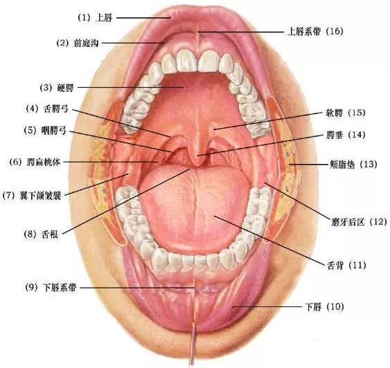 舌部和颊黏膜,少数位于唇龈沟和软腭及硬腭上,偶尔出现在悬雍垂,唇和