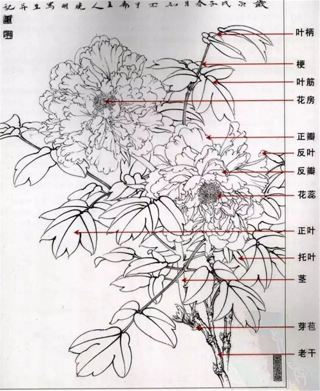 牡丹的结构图