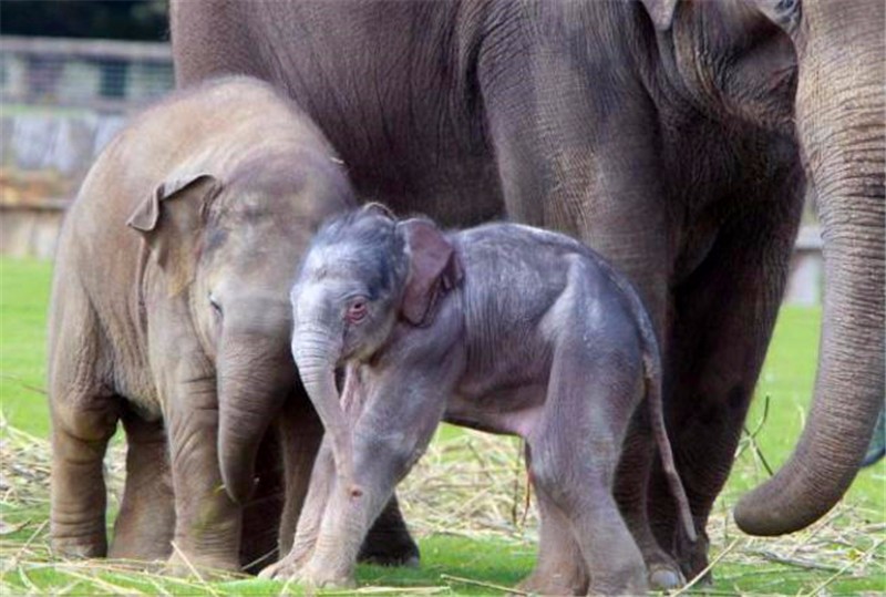 这只小象出生的时候可让母象受了不少的罪,从开始阵痛,一直持续了将近