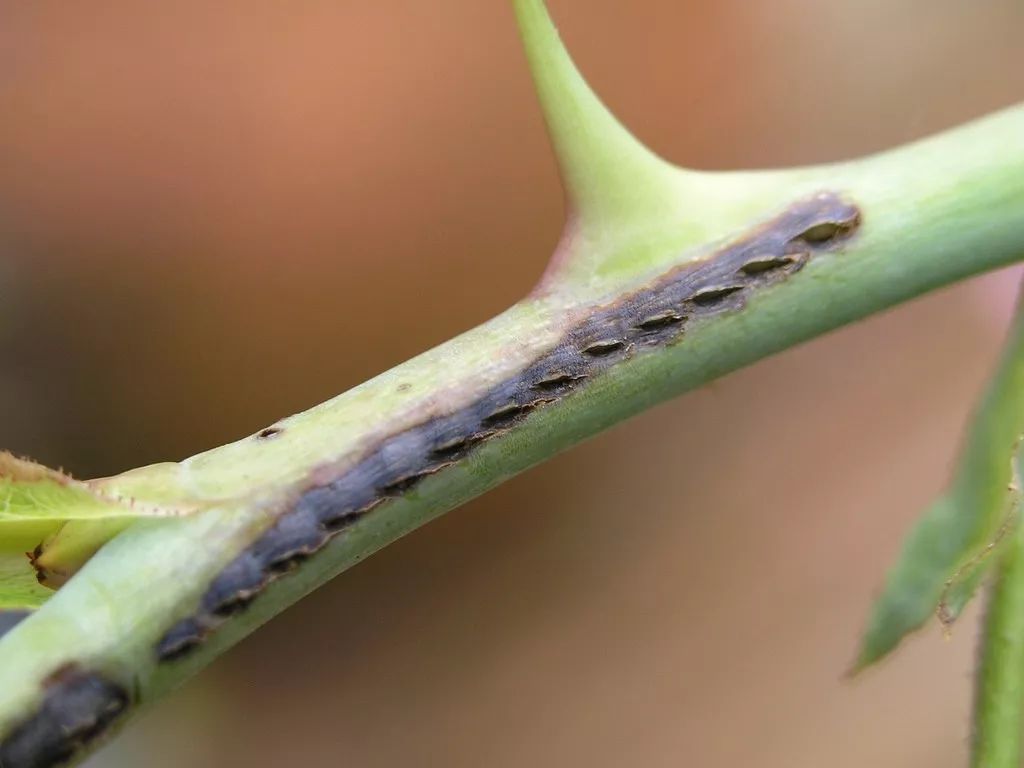 症状:茎内孵化叶蜂 - 幼虫:多只一起啃食叶片- 症状:经常危害月季的