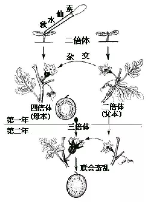 秋水仙素——高中生物教材物种(材料)介绍