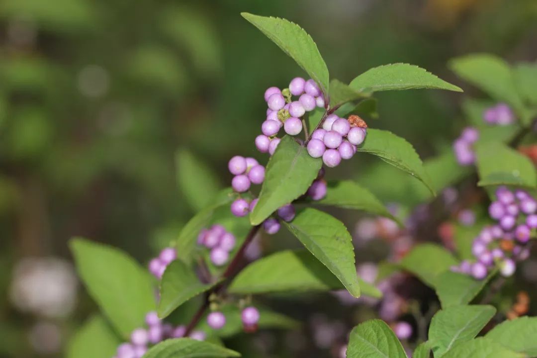 callicarpa bodinieri levl 紫珠属落叶灌木,果实球形,6-7月开花,8-11