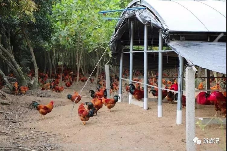 禾丰牧业跨界国鸡,与海南农垦布局文昌鸡全产业链