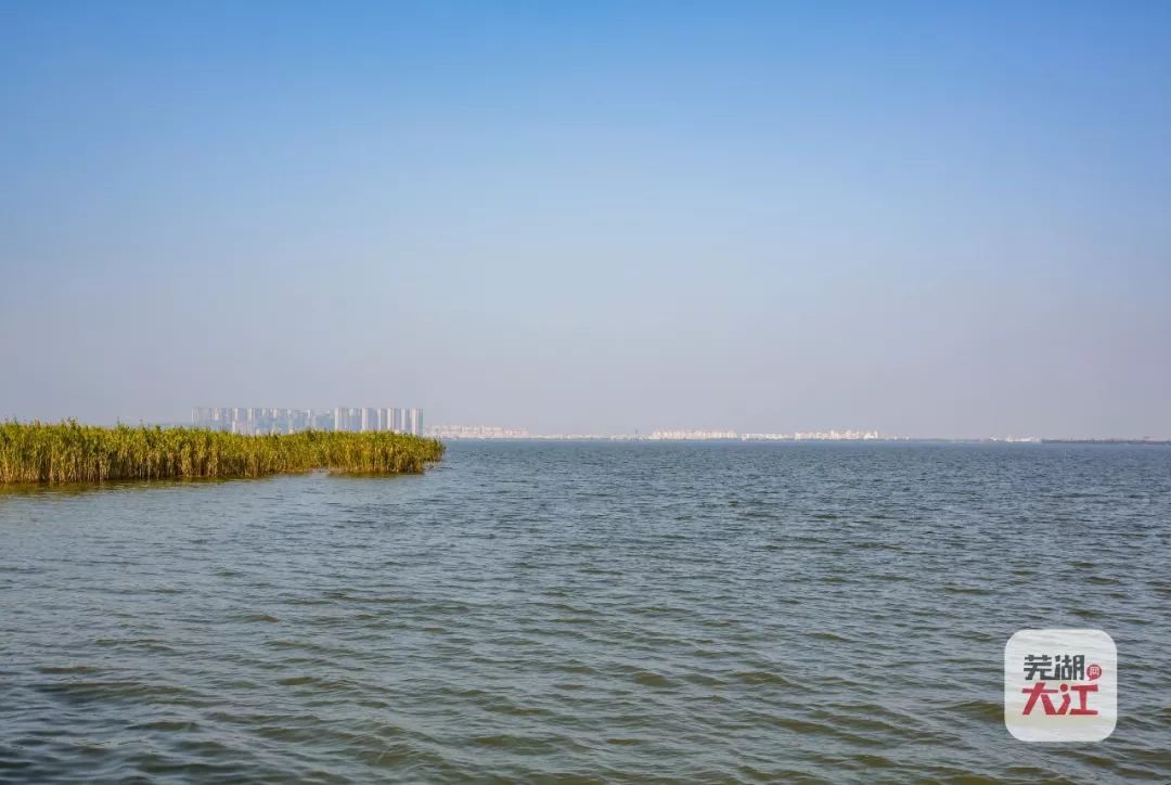 这就是三山区的龙窝湖湿地公园 龙窝湖是芜湖最大的淡水湖 位于长江
