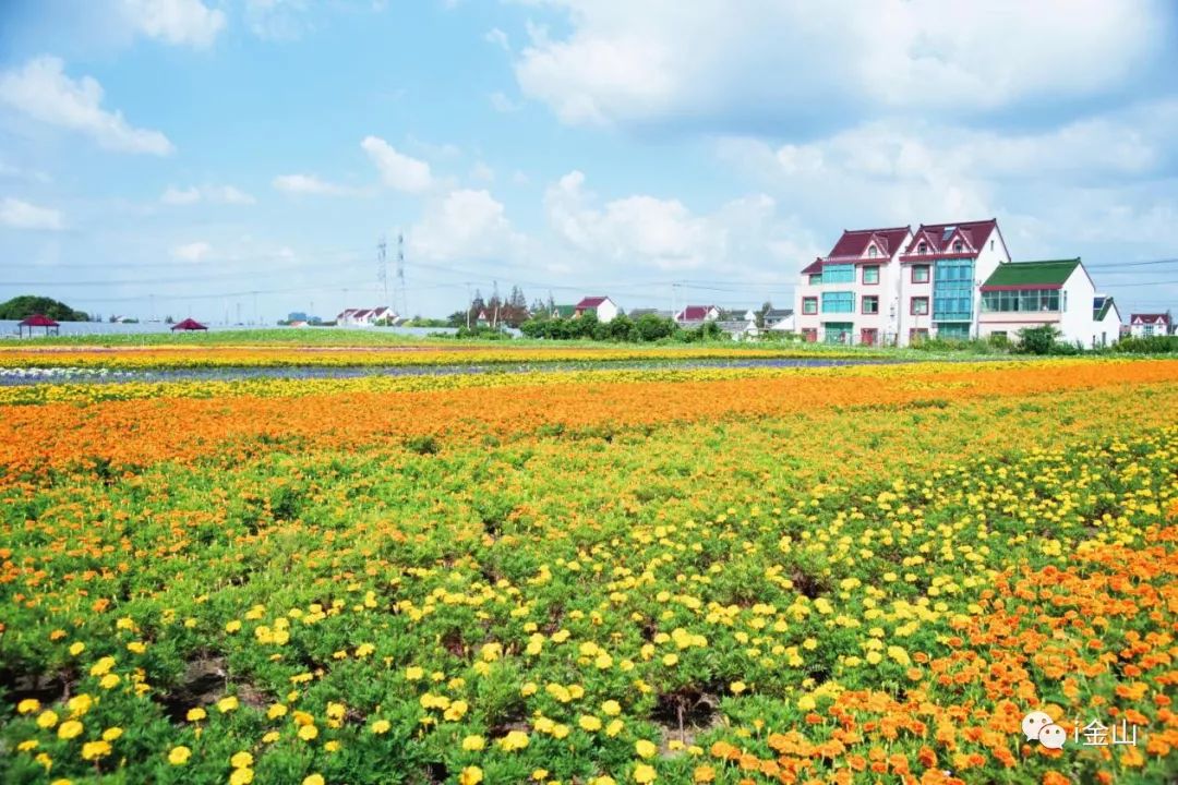 漕泾阮巷花海