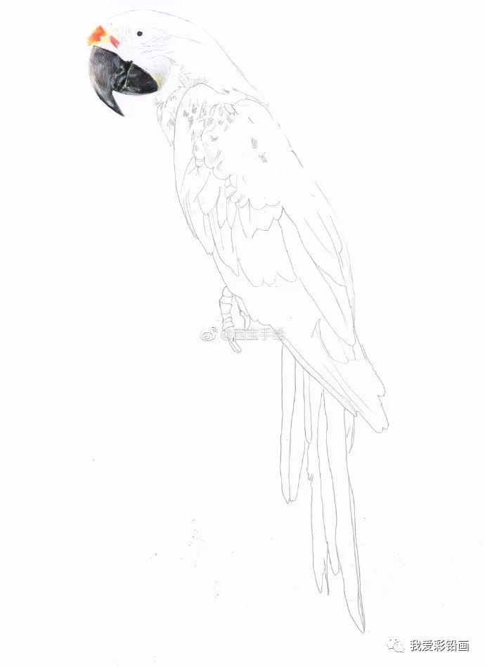 彩铅手绘 一只鹦鹉
