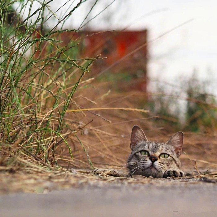 猫咪地下伸出猫头装忍者,被同伴大橘堵着舔脑门!