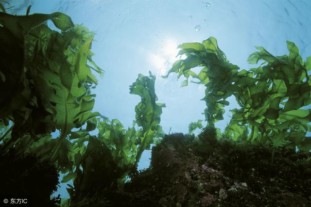 1/ 12 海藻是海带,紫菜,裙带菜,石花菜等海洋藻类的总称,是生长在海