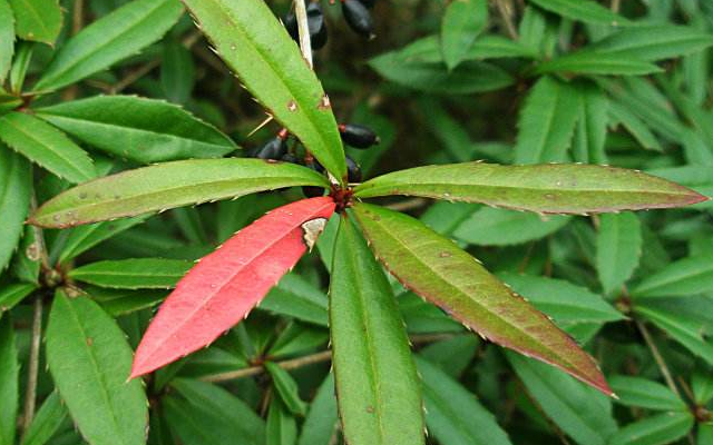 山里这种植物，农民见了就头疼，殊不知价值如此珍贵