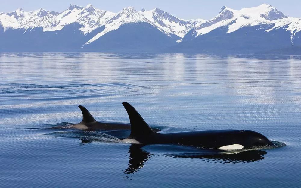 为什么全世界要取缔虎鲸演出?