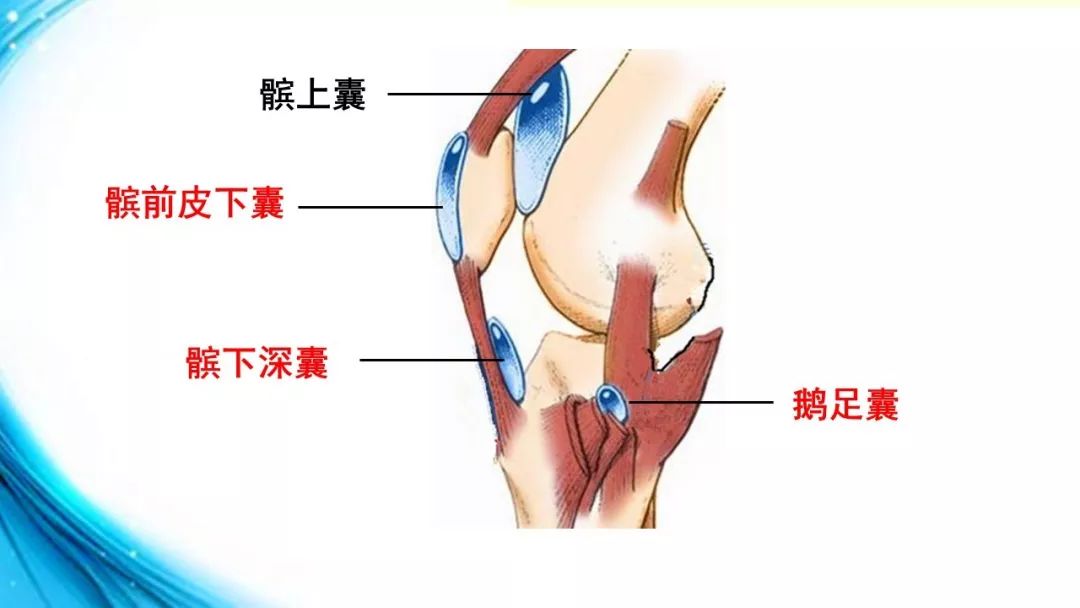 解剖知识|膝关节解剖(二)