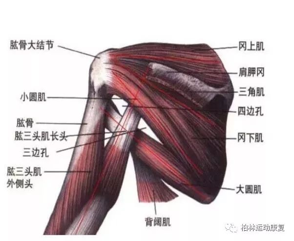 二,肩关节肌肉