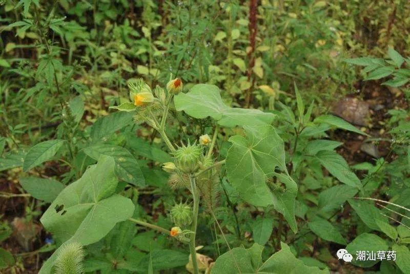 青麻,白麻,白麻子,车轮草,春麻,椿麻,大麻,点园子草,冬葵子,红麻子