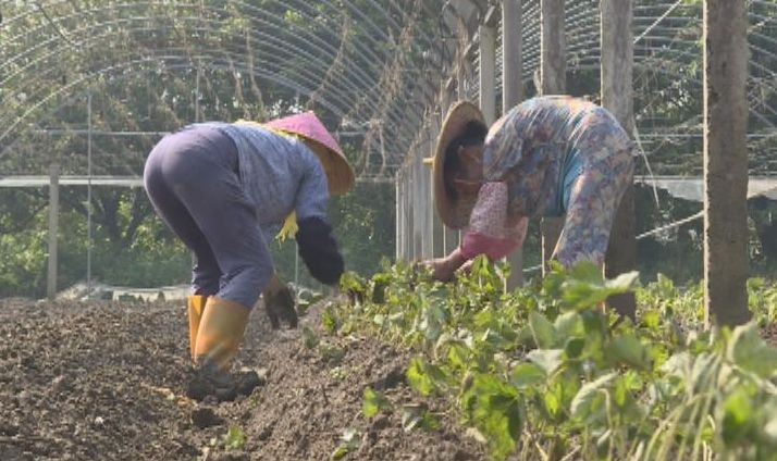 20亩草莓幼苗开始栽种,今冬等你来采摘!(视频)