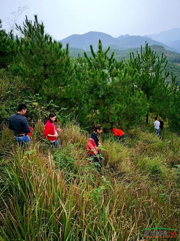 国庆长假,不如来一次秀山捡香菌