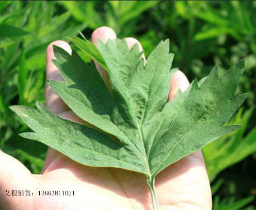 杞县艾草扶贫领跑脱贫路艾草销售市场与日俱增