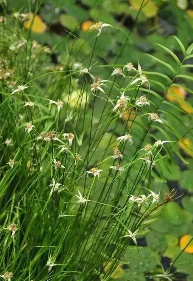 美嘉体育官网水生植物介绍生长(图5)