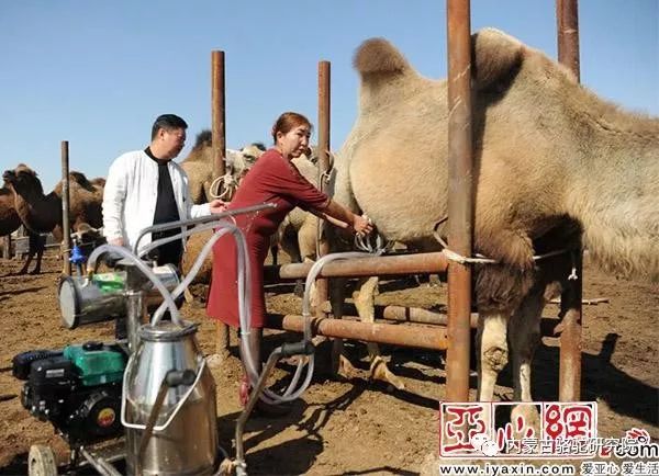 员工正在为自己家的骆驼挤奶销售给收购站.