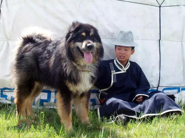 中國的本土狗，這幾十種中華田園犬，個個都不輸外國犬！ 萌寵 第4張