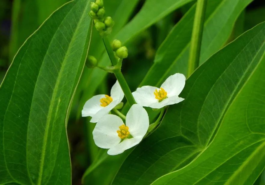 美嘉体育官网水生植物介绍生长(图11)