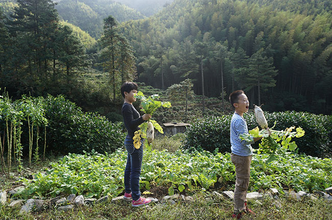 婺源县大鄣山顶农家乐-大鄣山茶