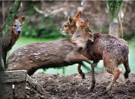 獐组什么成语_成语故事简笔画