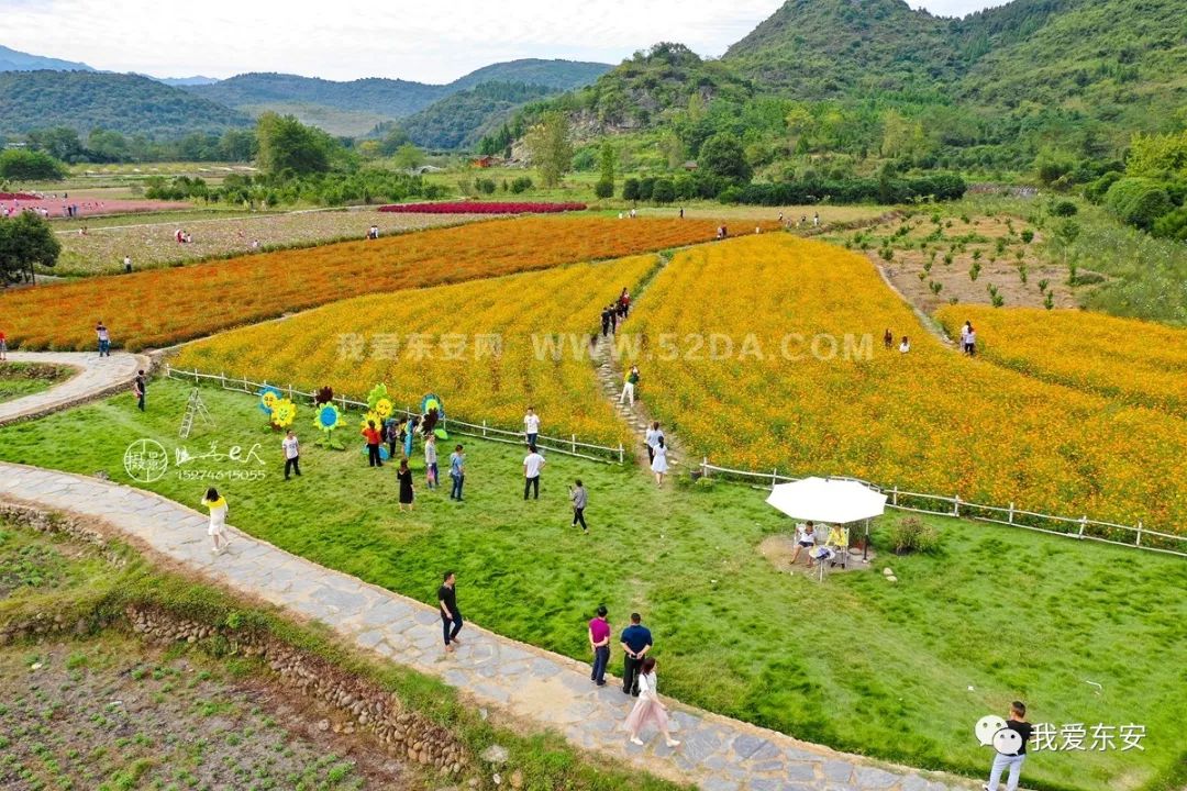 东安七彩花田成众多游客国庆游玩目的地