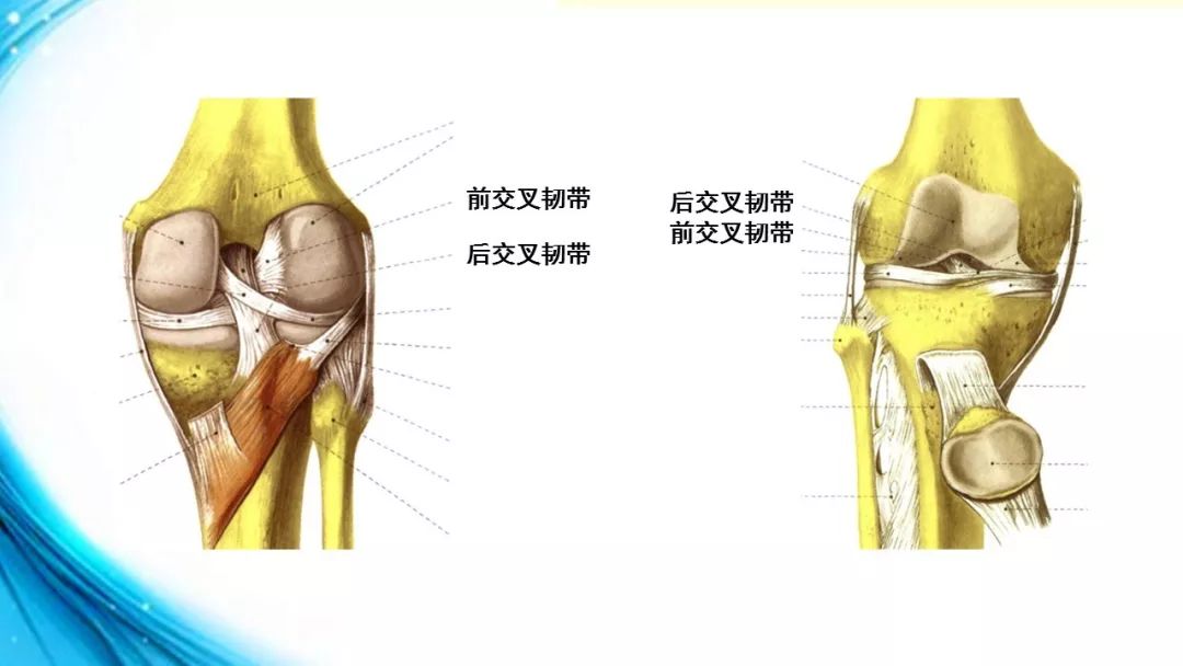 解剖知识|膝关节解剖(二)_韧带