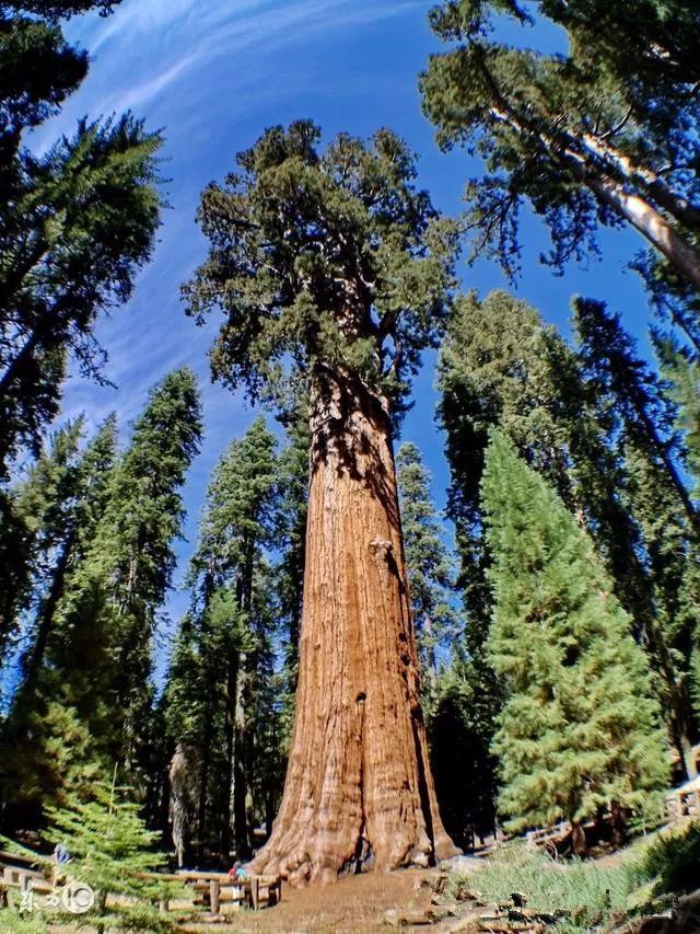 世界最高,最粗,最大,最稀有,最古老的那些树,中国上榜一个