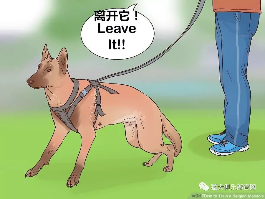 如何训练马里努阿犬_马犬