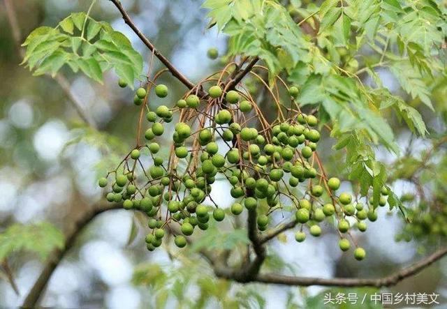 乡村苦楝树