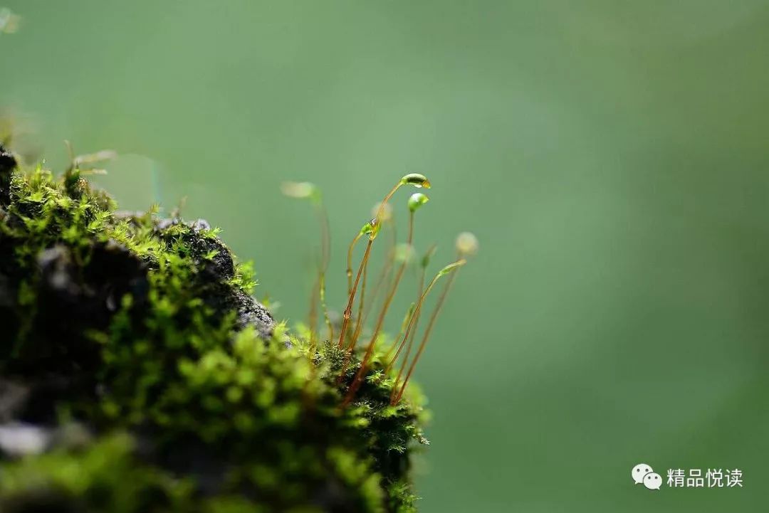 立即加星标,第一时间看好文 巴西分社 苔花(外一