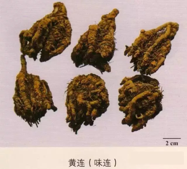 防己:防己科 特征:断面粉性,有排列稀疏的放射状纹理—车轮纹 黄连