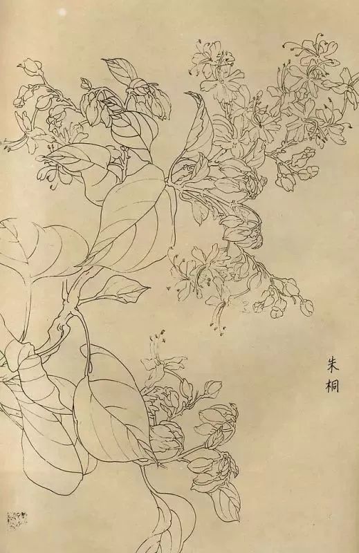 白描画百花图谱大全收藏学习吧