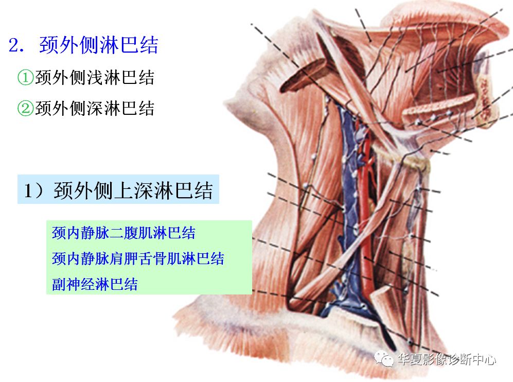 全身淋巴系统的精细解剖