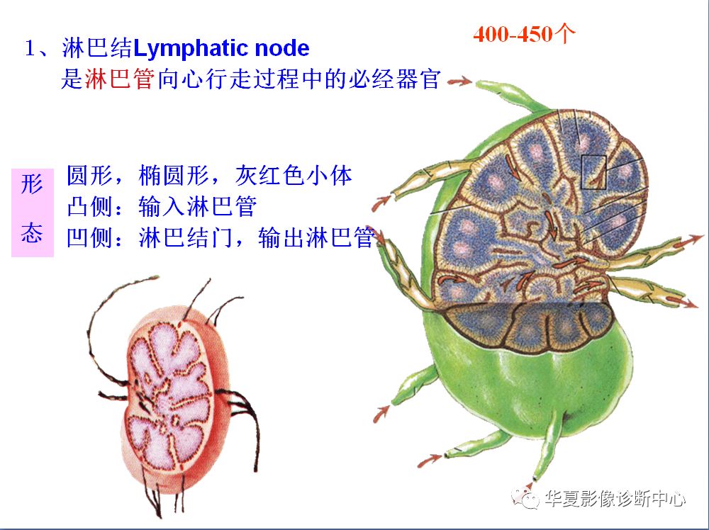 全身淋巴系统的精细解剖